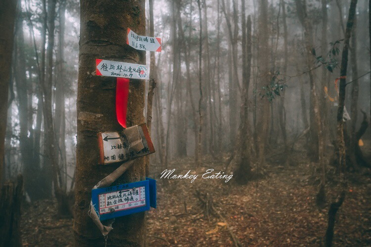 【比大鳥縱走】苗栗中級山推薦,迷幻森林超仙。鳥嘴山、大窩山、比林山 - 貪吃猴的幻想