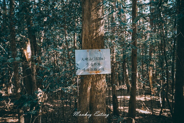 【大雪山林道】長壽山1860峰、大崠山P型連走。絕美香杉林道、竹木林道 - 貪吃猴的幻想