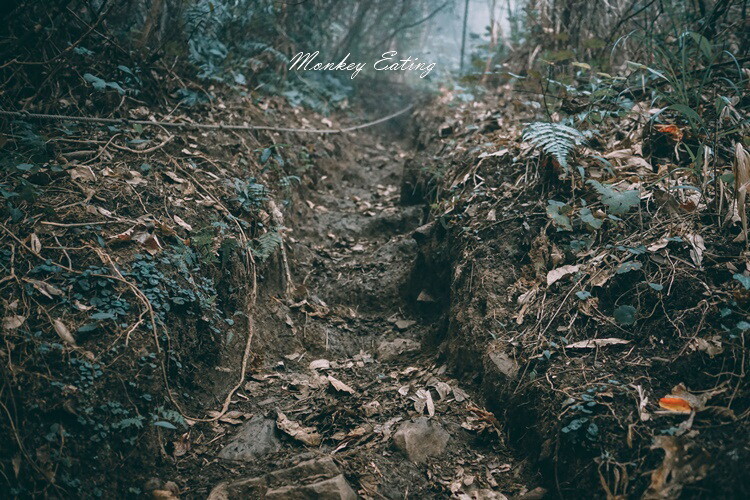 【比大鳥縱走】苗栗中級山推薦,迷幻森林超仙。鳥嘴山、大窩山、比林山 - 貪吃猴的幻想
