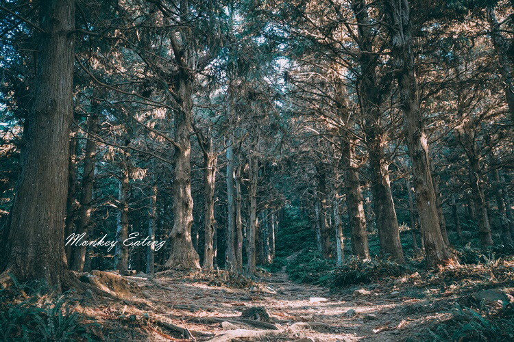 【大雪山林道】長壽山1860峰、大崠山P型連走。絕美香杉林道、竹木林道 - 貪吃猴的幻想
