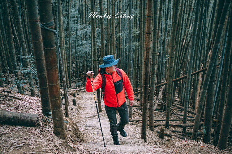 【大雪山林道】長壽山1860峰、大崠山P型連走。絕美香杉林道、竹木林道 - 貪吃猴的幻想