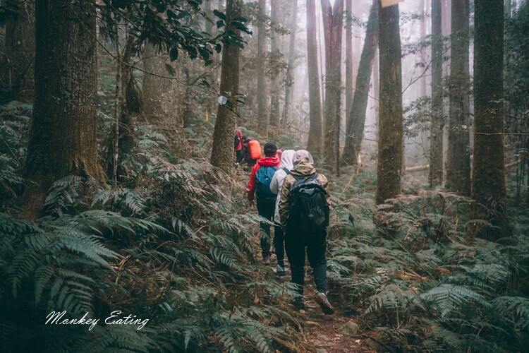 【比大鳥縱走】苗栗中級山推薦,迷幻森林超仙。鳥嘴山、大窩山、比林山 - 貪吃猴的幻想