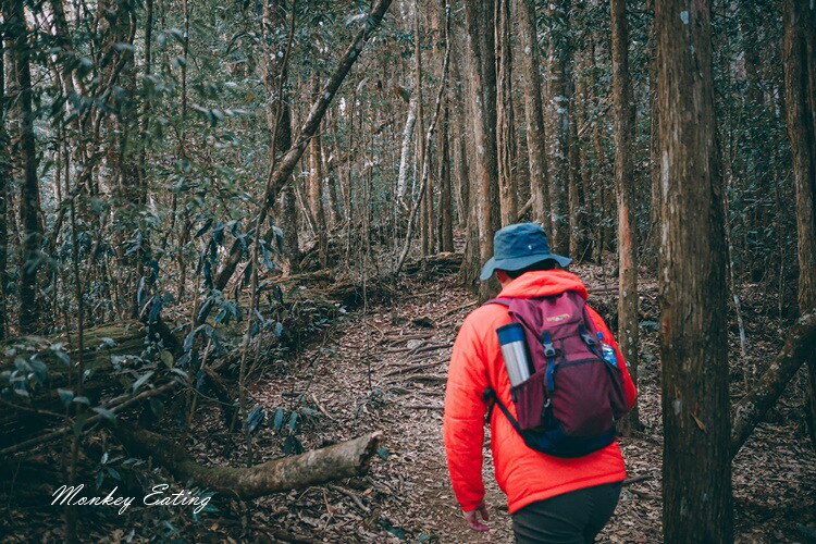【大雪山林道】長壽山1860峰、大崠山P型連走。絕美香杉林道、竹木林道 - 貪吃猴的幻想