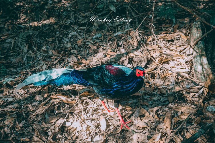 【大雪山林道】長壽山1860峰、大崠山P型連走。絕美香杉林道、竹木林道 - 貪吃猴的幻想