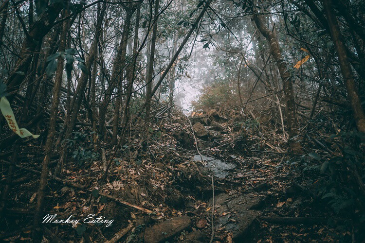 【比大鳥縱走】苗栗中級山推薦,迷幻森林超仙。鳥嘴山、大窩山、比林山 - 貪吃猴的幻想