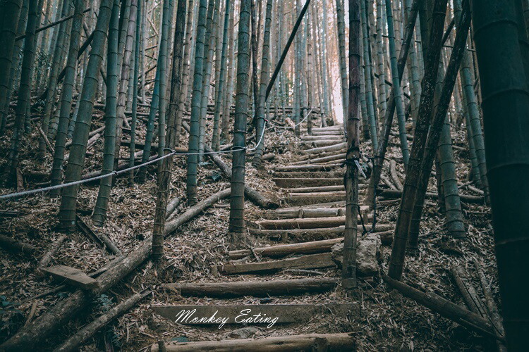 【大雪山林道】長壽山1860峰、大崠山P型連走。絕美香杉林道、竹木林道 - 貪吃猴的幻想