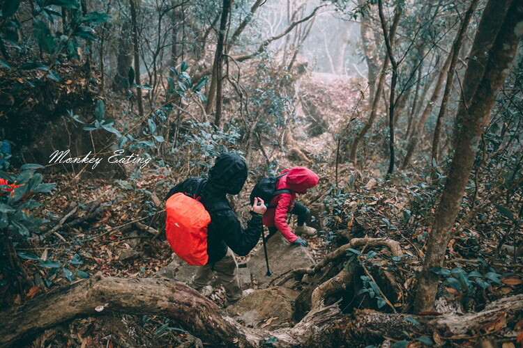 【比大鳥縱走】苗栗中級山推薦,迷幻森林超仙。鳥嘴山、大窩山、比林山 - 貪吃猴的幻想