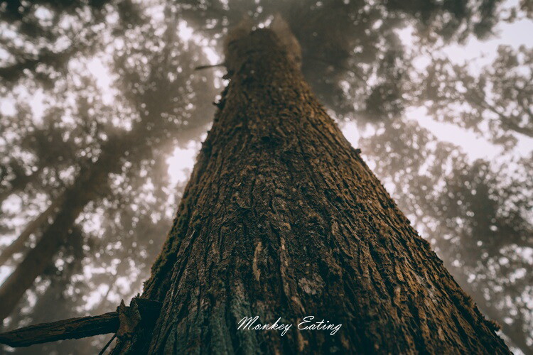 【比大鳥縱走】苗栗中級山推薦,迷幻森林超仙。鳥嘴山、大窩山、比林山 - 貪吃猴的幻想