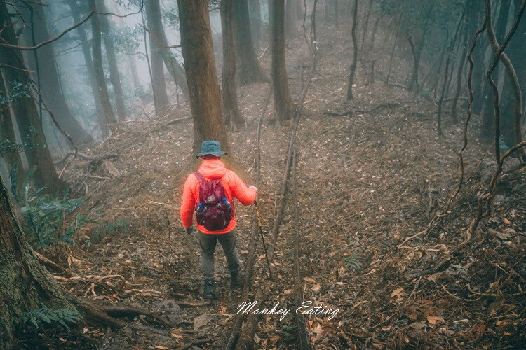 【比大鳥縱走】苗栗中級山推薦,迷幻森林超仙。鳥嘴山、大窩山、比林山 - 貪吃猴的幻想