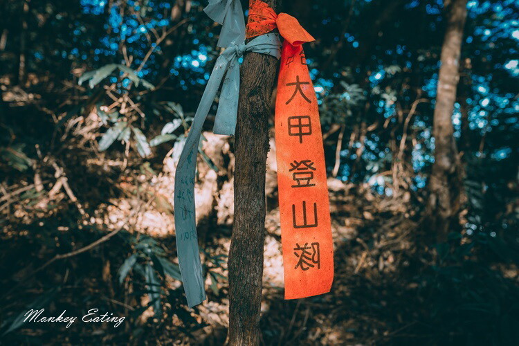 【大雪山林道】長壽山1860峰、大崠山P型連走。絕美香杉林道、竹木林道 - 貪吃猴的幻想