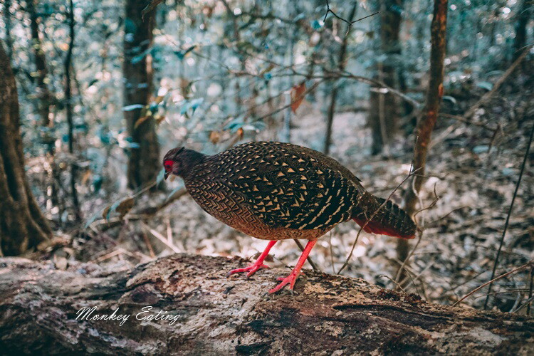 【大雪山林道】長壽山1860峰、大崠山P型連走。絕美香杉林道、竹木林道 - 貪吃猴的幻想