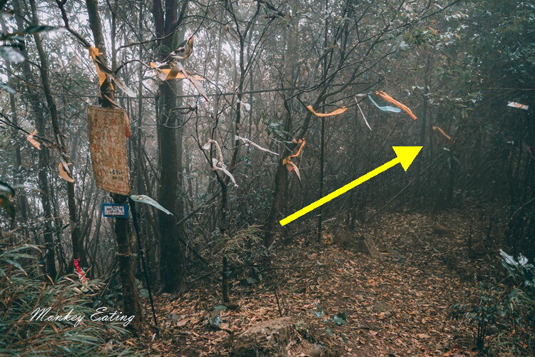 【比大鳥縱走】苗栗中級山推薦,迷幻森林超仙。鳥嘴山、大窩山、比林山 - 貪吃猴的幻想