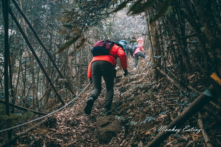 【比大鳥縱走】苗栗中級山推薦,迷幻森林超仙。鳥嘴山、大窩山、比林山 - 貪吃猴的幻想