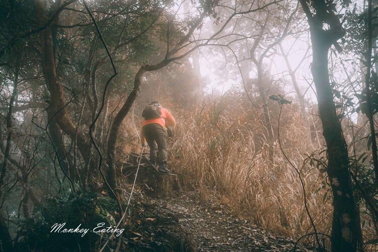 【比大鳥縱走】苗栗中級山推薦,迷幻森林超仙。鳥嘴山、大窩山、比林山 - 貪吃猴的幻想
