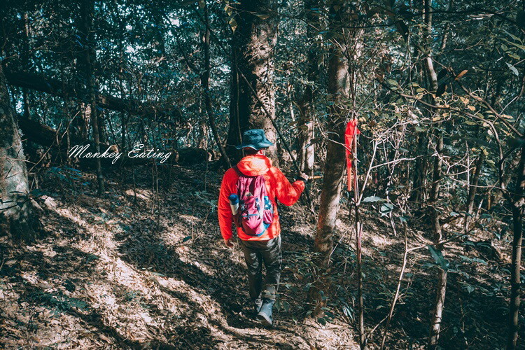 【大雪山林道】長壽山1860峰、大崠山P型連走。絕美香杉林道、竹木林道 - 貪吃猴的幻想