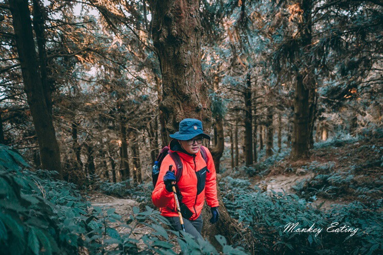 【大雪山林道】長壽山1860峰、大崠山P型連走。絕美香杉林道、竹木林道 - 貪吃猴的幻想