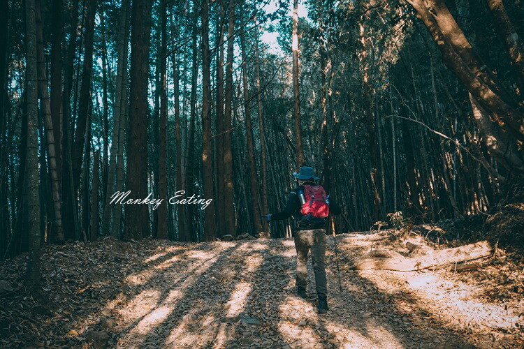 【大雪山林道】長壽山1860峰、大崠山P型連走。絕美香杉林道、竹木林道 - 貪吃猴的幻想