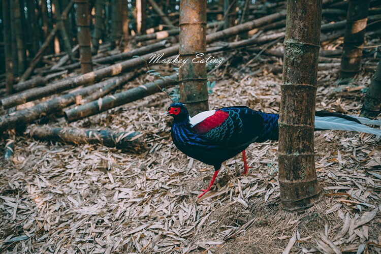 【大雪山林道】長壽山1860峰、大崠山P型連走。絕美香杉林道、竹木林道 - 貪吃猴的幻想