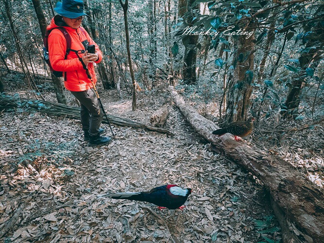 【大雪山林道】長壽山1860峰、大崠山P型連走。絕美香杉林道、竹木林道 - 貪吃猴的幻想
