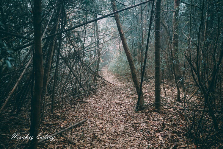 【比大鳥縱走】苗栗中級山推薦,迷幻森林超仙。鳥嘴山、大窩山、比林山 - 貪吃猴的幻想