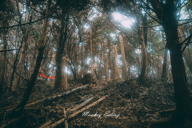 【比大鳥縱走】苗栗中級山推薦,迷幻森林超仙。鳥嘴山、大窩山、比林山 - 貪吃猴的幻想