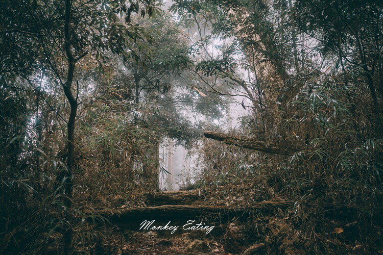 【比大鳥縱走】苗栗中級山推薦,迷幻森林超仙。鳥嘴山、大窩山、比林山 - 貪吃猴的幻想