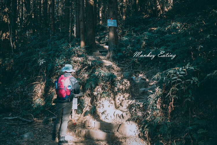 【大雪山林道】長壽山1860峰、大崠山P型連走。絕美香杉林道、竹木林道 - 貪吃猴的幻想