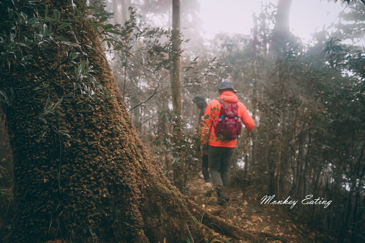 【比大鳥縱走】苗栗中級山推薦,迷幻森林超仙。鳥嘴山、大窩山、比林山 - 貪吃猴的幻想