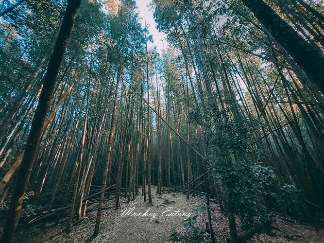 【大雪山林道】長壽山1860峰、大崠山P型連走。絕美香杉林道、竹木林道 - 貪吃猴的幻想