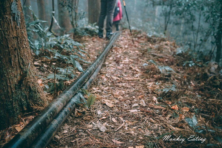【比大鳥縱走】苗栗中級山推薦,迷幻森林超仙。鳥嘴山、大窩山、比林山 - 貪吃猴的幻想