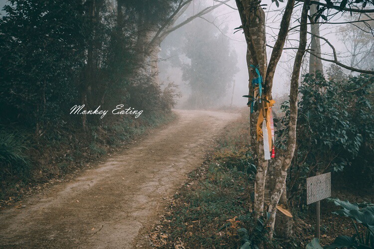 【比大鳥縱走】苗栗中級山推薦,迷幻森林超仙。鳥嘴山、大窩山、比林山 - 貪吃猴的幻想