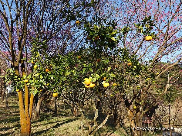 巧遇露營區旁櫻花步道 (3).jpg