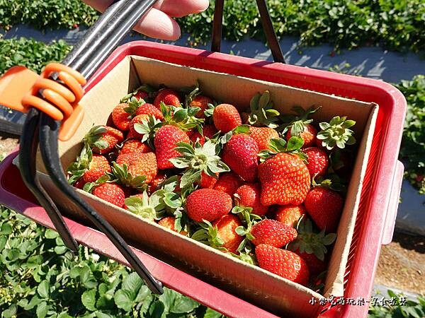 我採的草莓-舞夜天草莓園.jpg