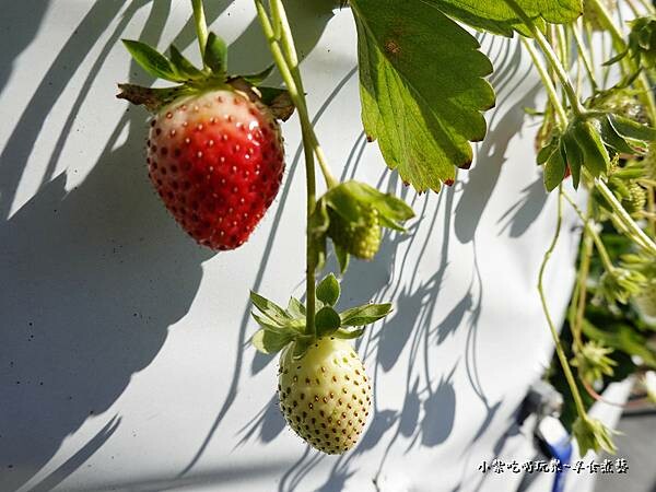 舞夜天高架草莓園 (6).jpg