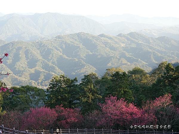 2023協雲宮山櫻花 (1).jpg