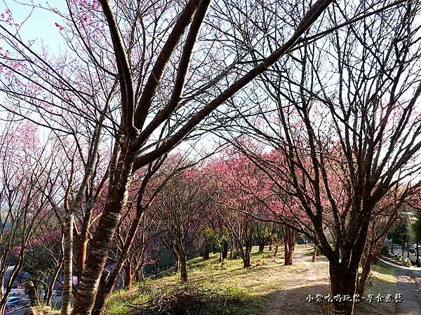 巧遇露營區旁櫻花步道 (1).jpg