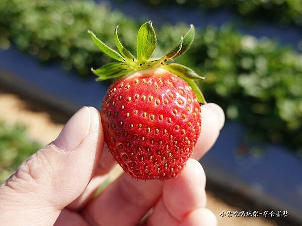 採草莓-舞夜天草莓園 (4).jpg