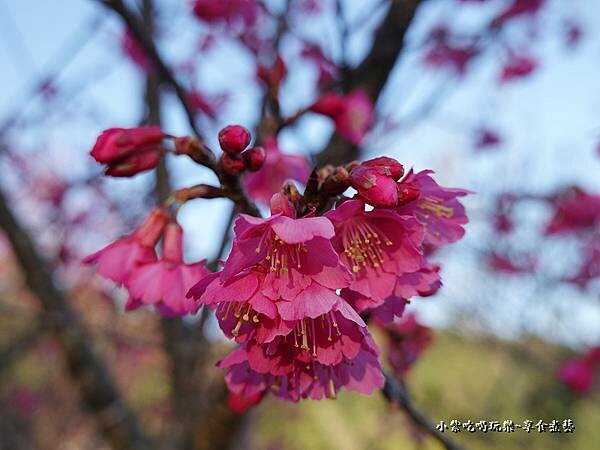 2023協雲宮山櫻花 (2).jpg