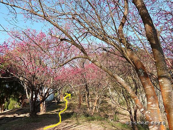 巧遇露營區旁-新田山登山步道 (1).jpg