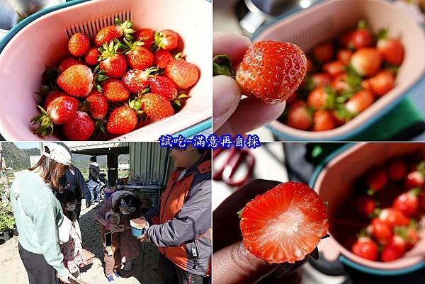 草莓試吃-舞夜天草莓園.jpg