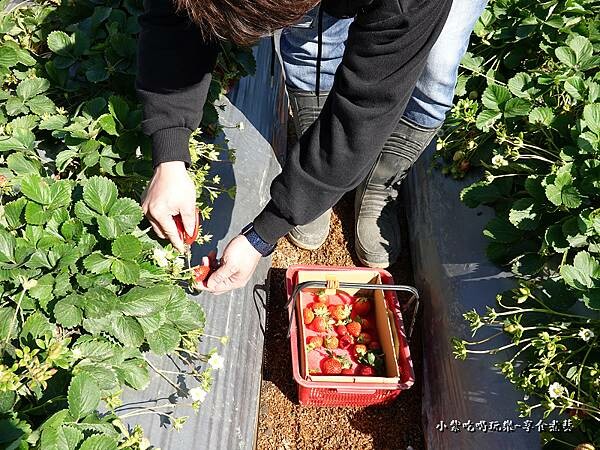 採草莓-舞夜天草莓園 (8).jpg