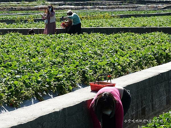 採草莓-舞夜天草莓園 (1).jpg