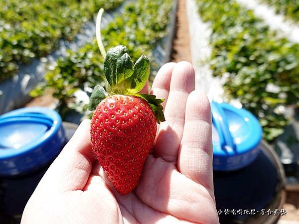大顆-舞夜天草莓園 (2).jpg