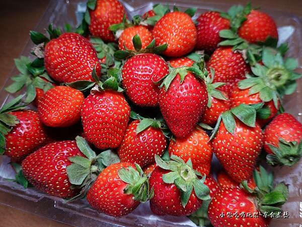 採5天後的草莓-舞夜天草莓園 (2).jpg