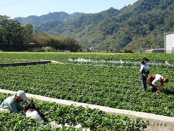 採草莓-舞夜天草莓園 (10).jpg