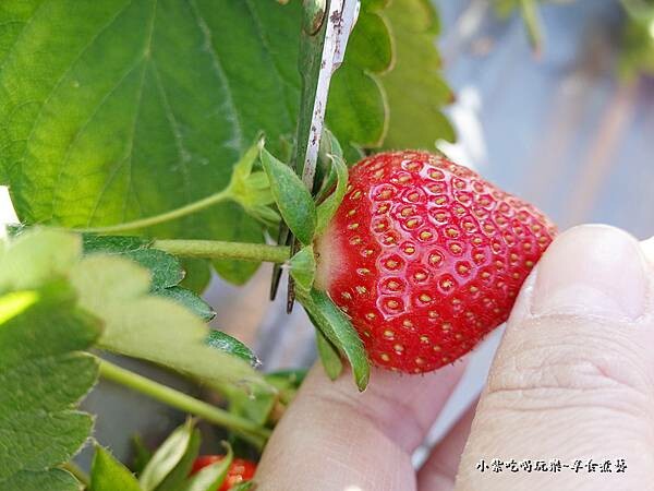 草莓剪法-舞夜天草莓園.jpg