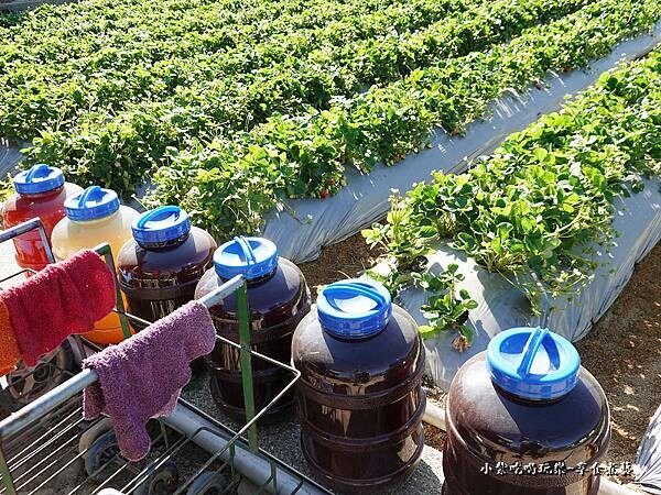 自培養光合菌-舞夜天草莓園 (2).jpg