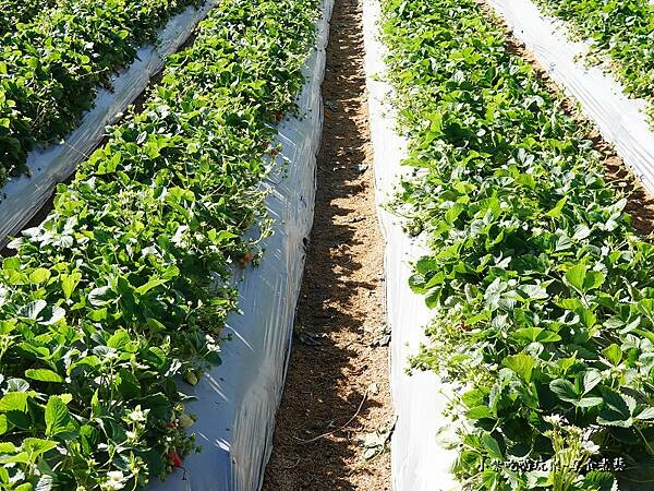 地面採草莓-舞夜天草莓園 (3).jpg