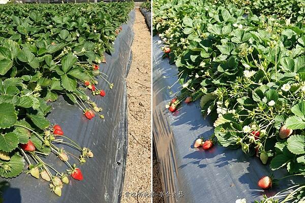 地面草莓-舞夜天草莓園.jpg