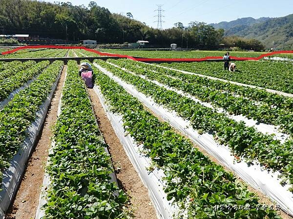 草莓園範圍-舞夜天草莓園.jpg